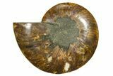 Cut & Polished Ammonite Fossil (Half) - Madagascar #369589-1